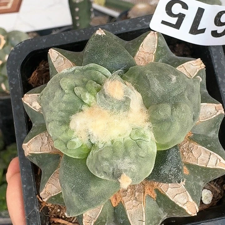 【闪购商品】无花朵凌***半怒涛615