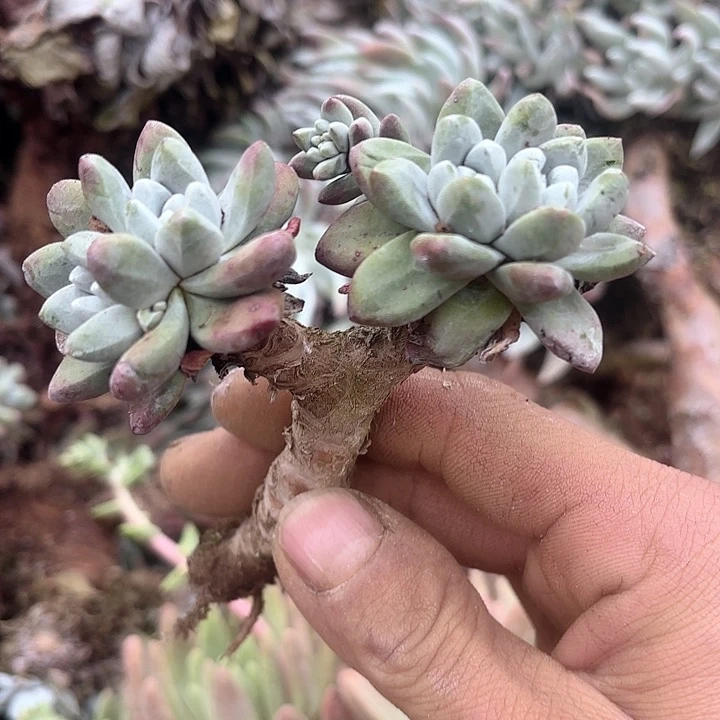 仙女杯多肉植物提取