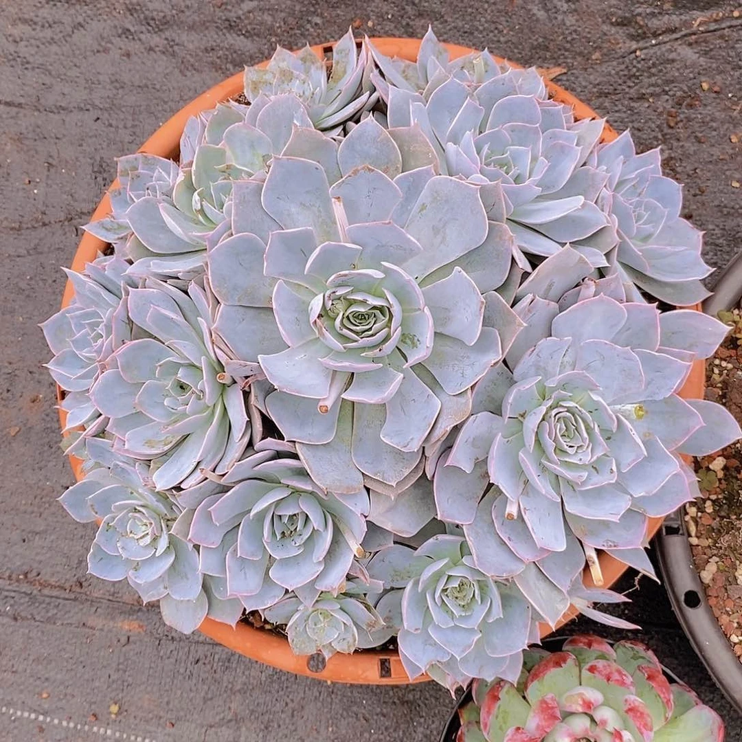 多肉植物几个群组合