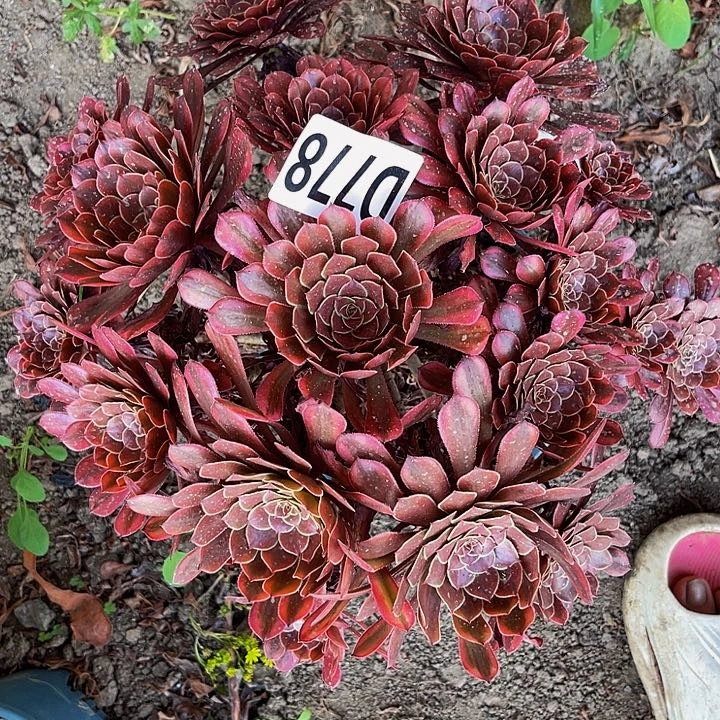 铜壶锦法师13//-47包邮