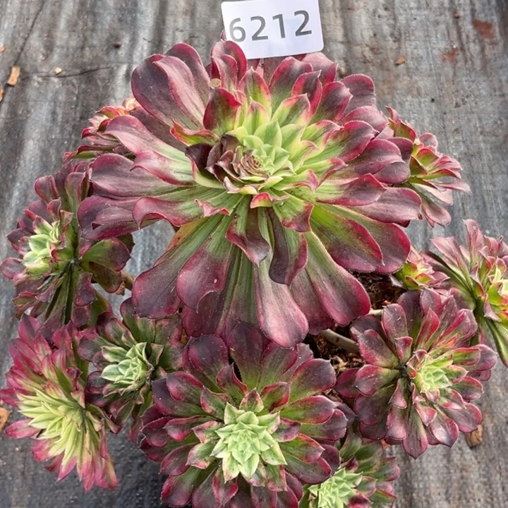 绿体云彩特价不售后