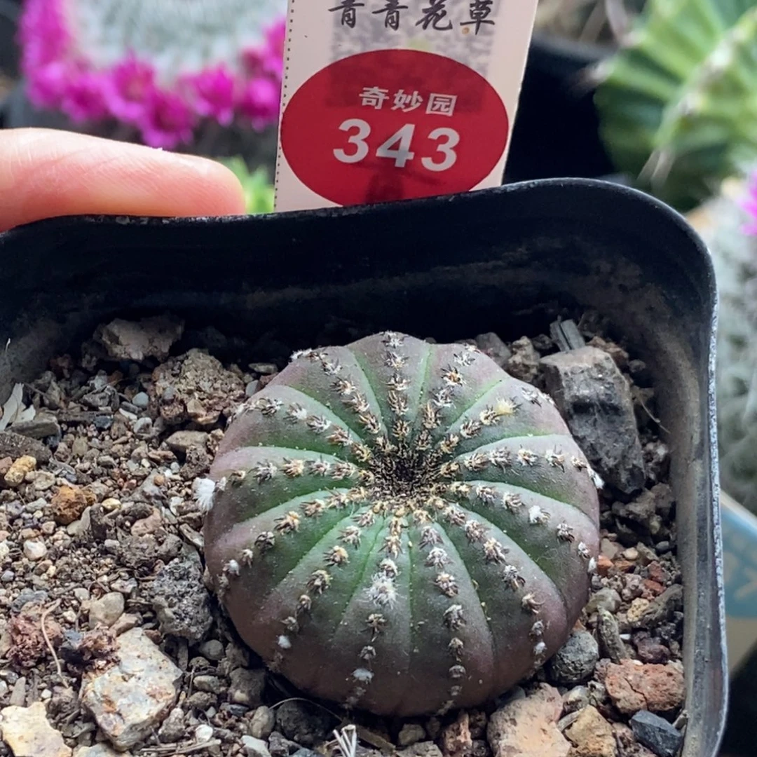 实生大型士童一棵仙人球