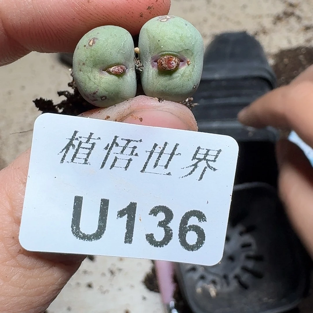 136号多肉植物哇f g