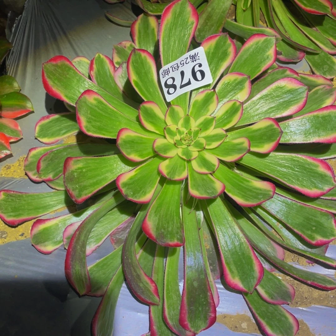 霁月多肉植物多肉植物978