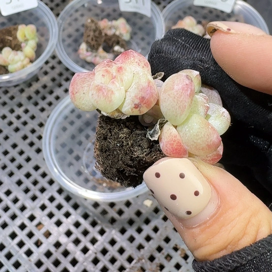 毛***美316 号到手1框一物一拍