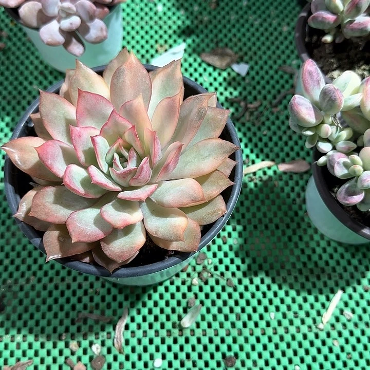 月光女神锦多肉植物