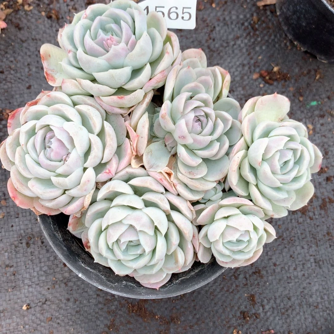 艾**54565瑕疵不售后杂交多肉