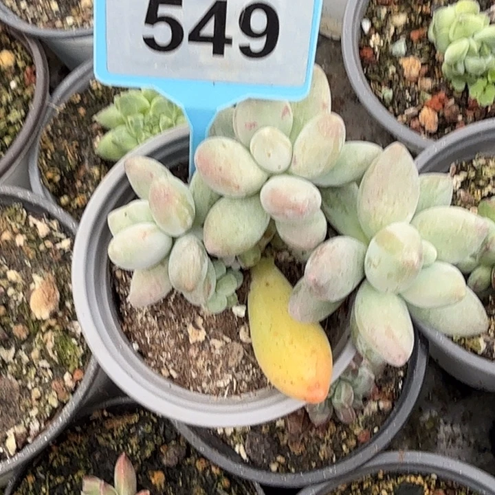 白兰地一物一拍549