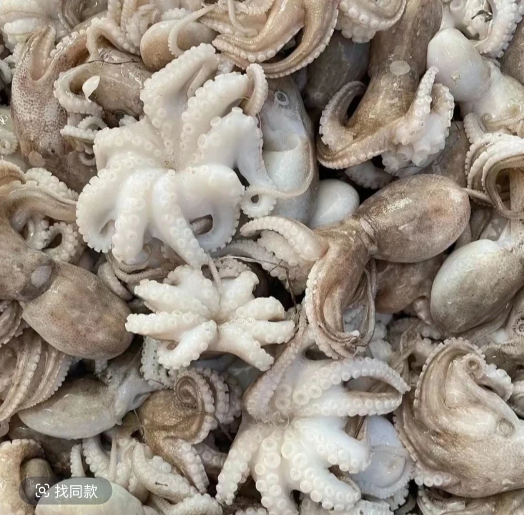 广东惠来神泉港 八爪鱼（小章鱼）白灼爆炒打火锅非常合适。