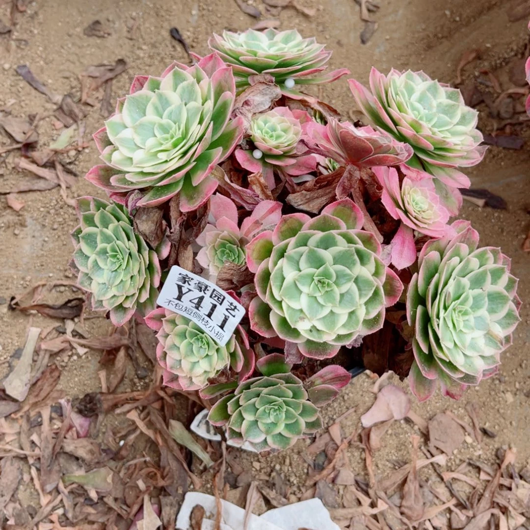 411海王尺寸20左右