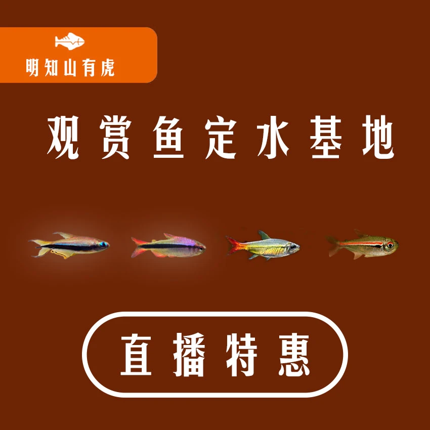 巧克力娃娃满三单发货明知山有虎直播观赏鱼