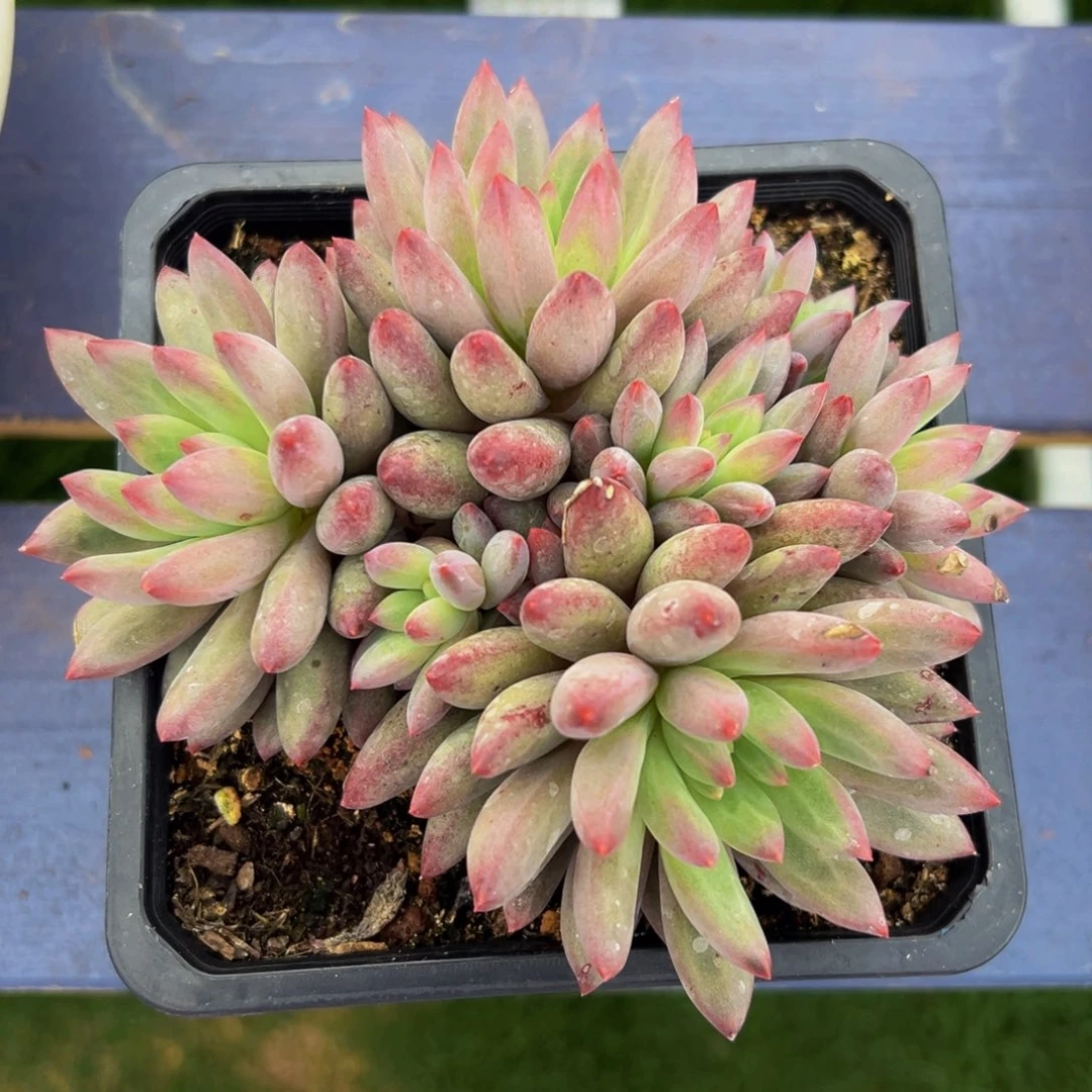 紫体流沙鱼一颗omg