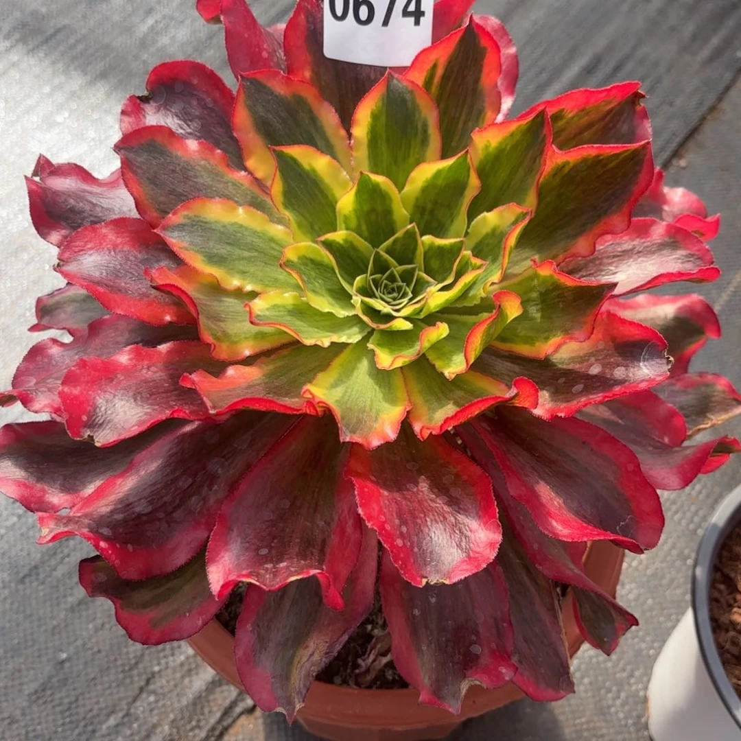 淄****生12345   0674