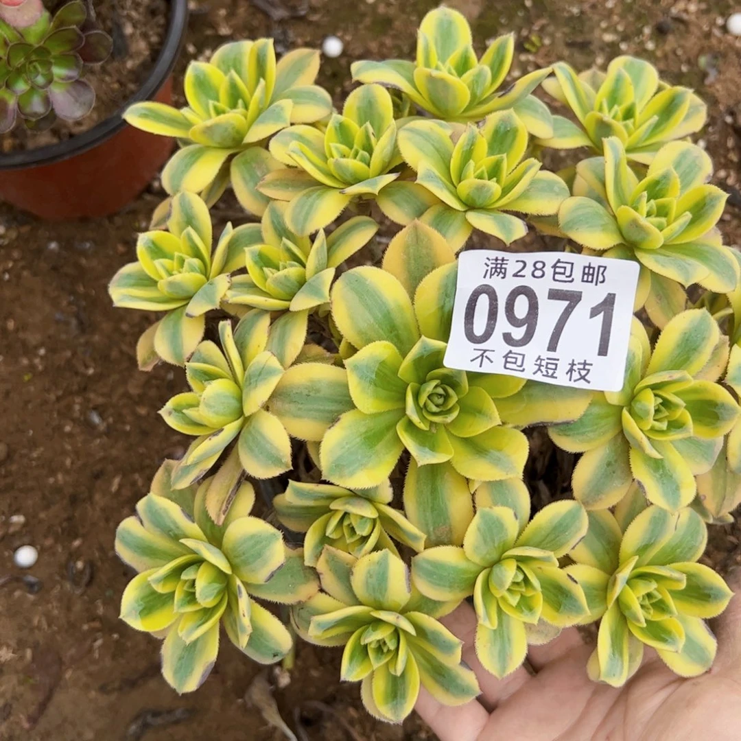星报多肉植物法师0971
