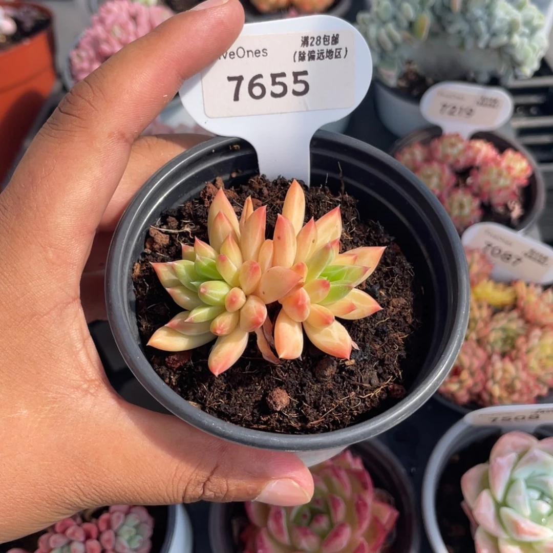 7655甲骨文5.0厘米