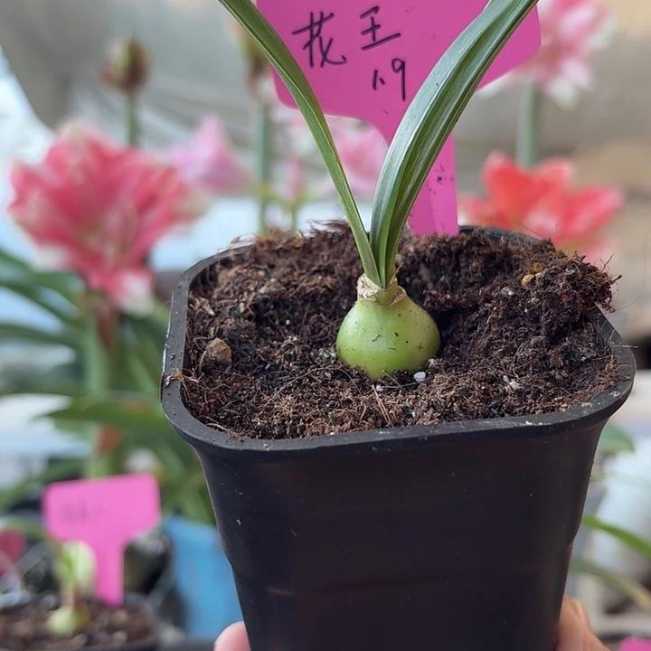 无花朵花王朱顶红直径1.9