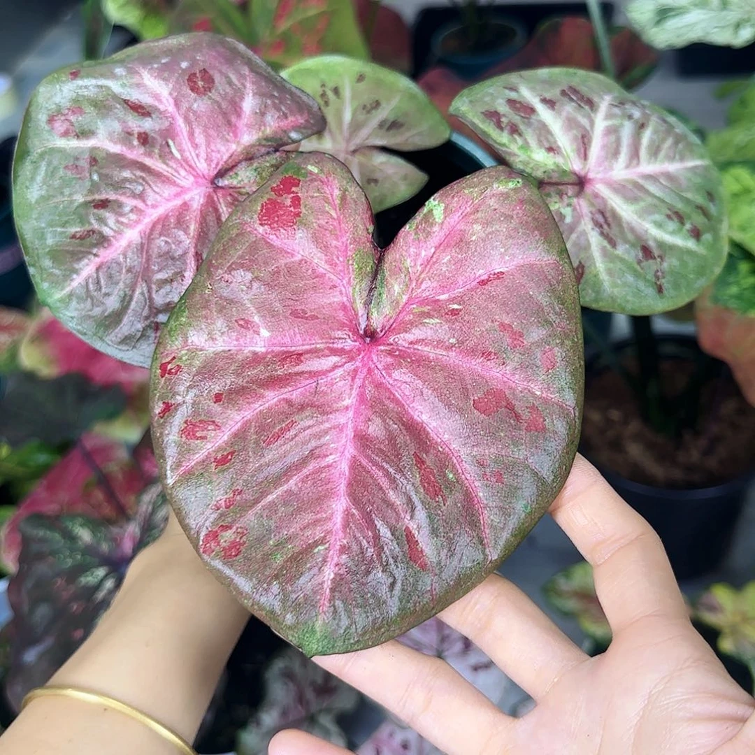 完全开放    63芭提雅