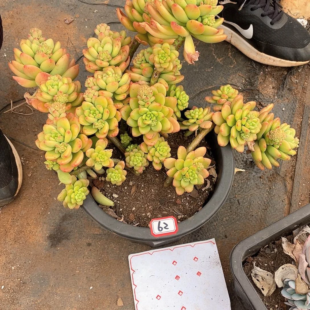 62香格里拉 一物一拍多肉