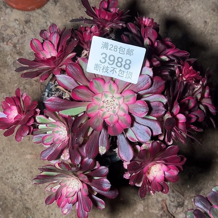 3988红铜白多肉植物