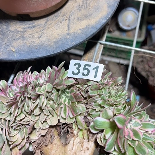 风***淡多肉植物一个倾城351