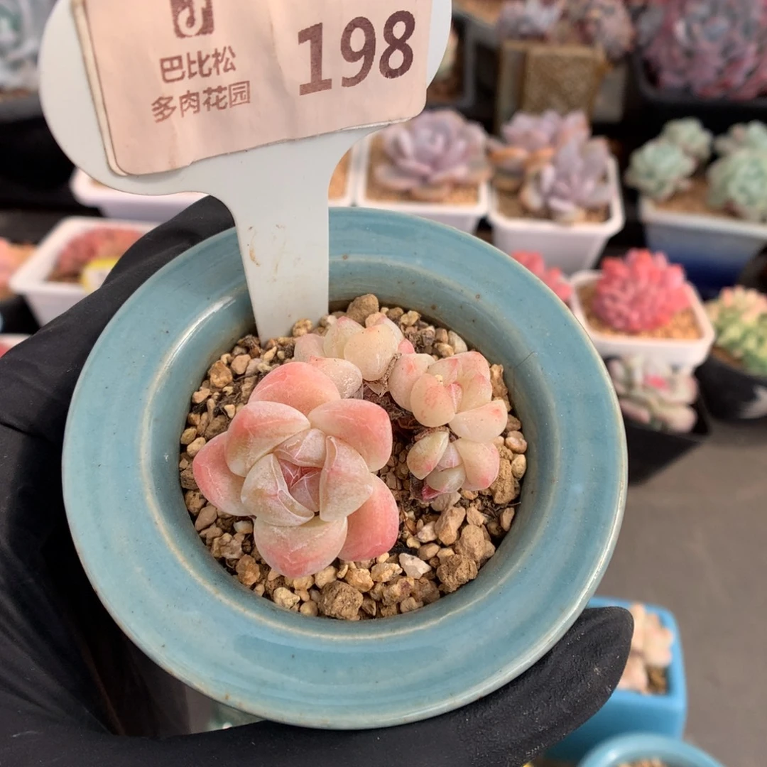 198 迷你粉透冰玉