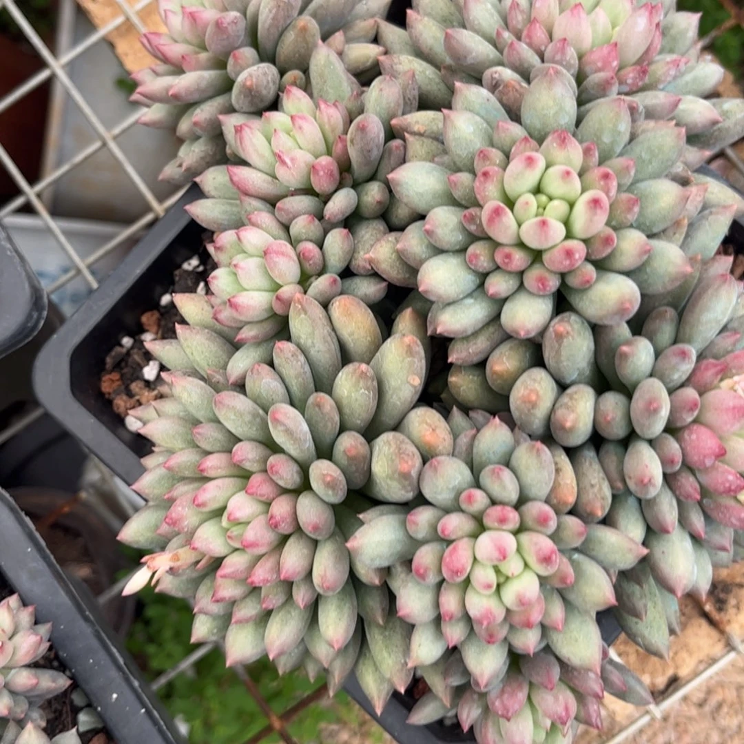 好姑娘多肉园艺，岩字