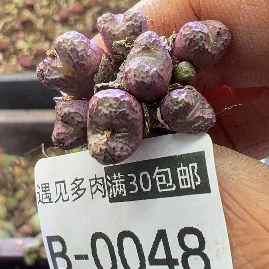 多肉植物11111111111111
