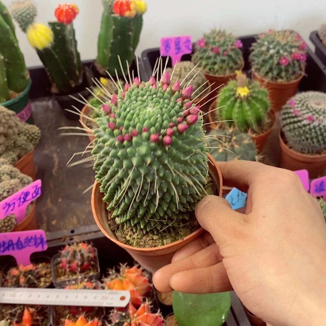 一物一拍一盆无售后