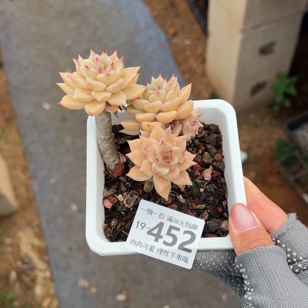 黄金璀璨多肉多肉多肉多肉