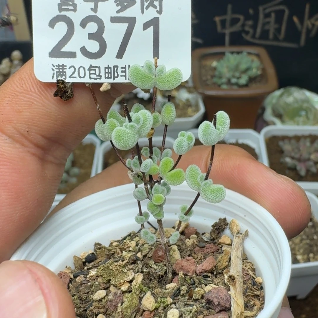 莱斯带盆土。