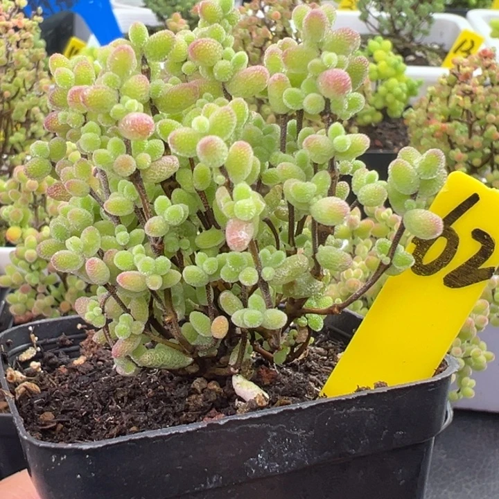 62号彩色蜜橘 一物一拍