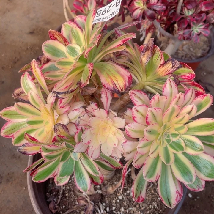 295围巾有砍多肉1，12345678