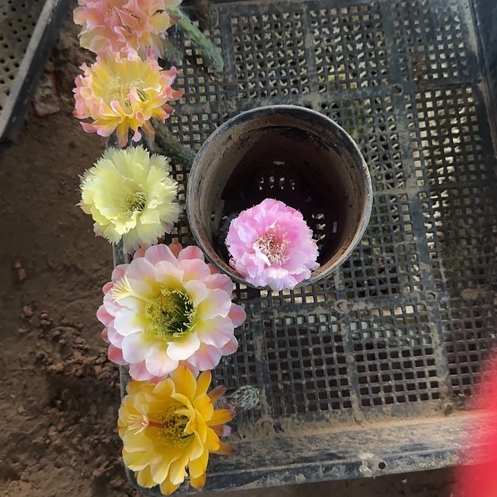 张***莹锯齿丽花侧芽小仙人球