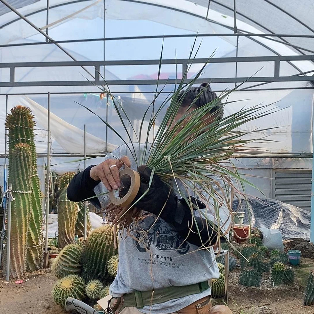 过***风专拍。    稻草人。