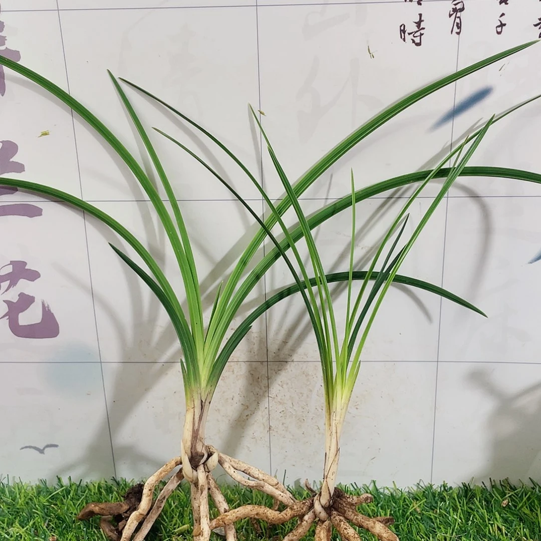 远***语完全开放兰花兰花