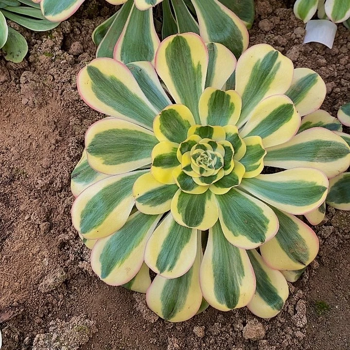 王妃君美丽法师多肉