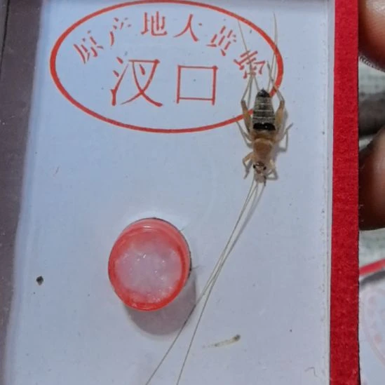 稀有朱雀仙子一条全品