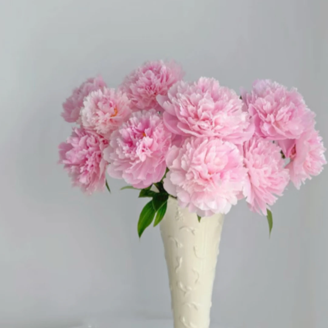 【重瓣芍药】沙拉5支