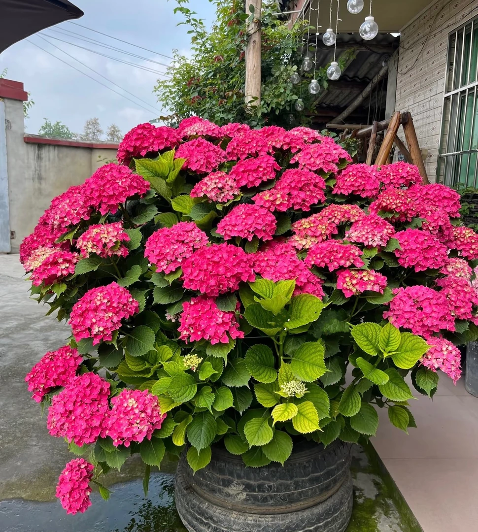 大花绣球红美人15加伦（已发货不支持仅退款或拒签）