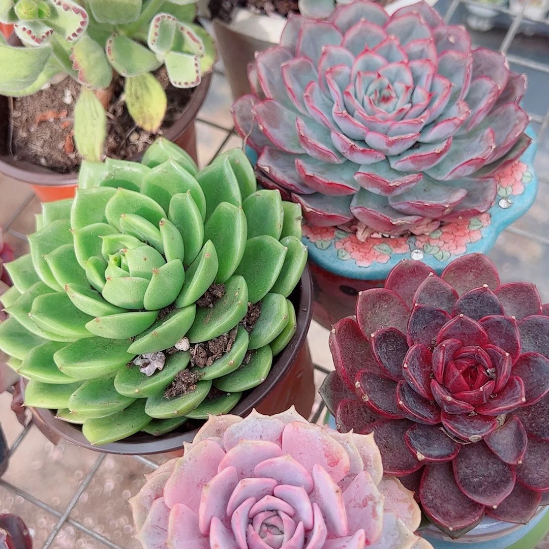 猎户座，粉蝶，糖心玫瑰，绿水鬼各一盆