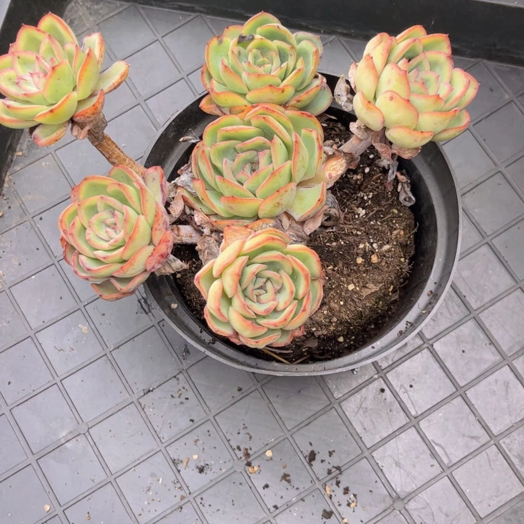 无花朵一**丁友家多肉一物一拍