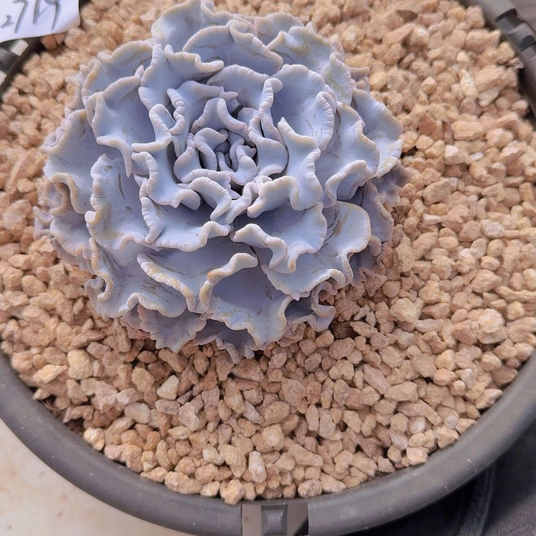 阿****2719白饺子皮多肉