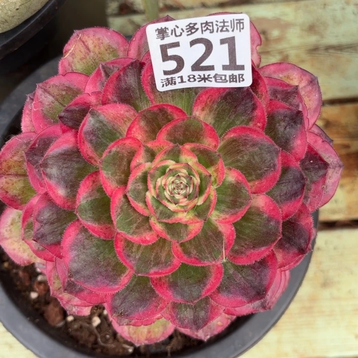 521云荷掌心多肉法师锦不包侧枝断枝