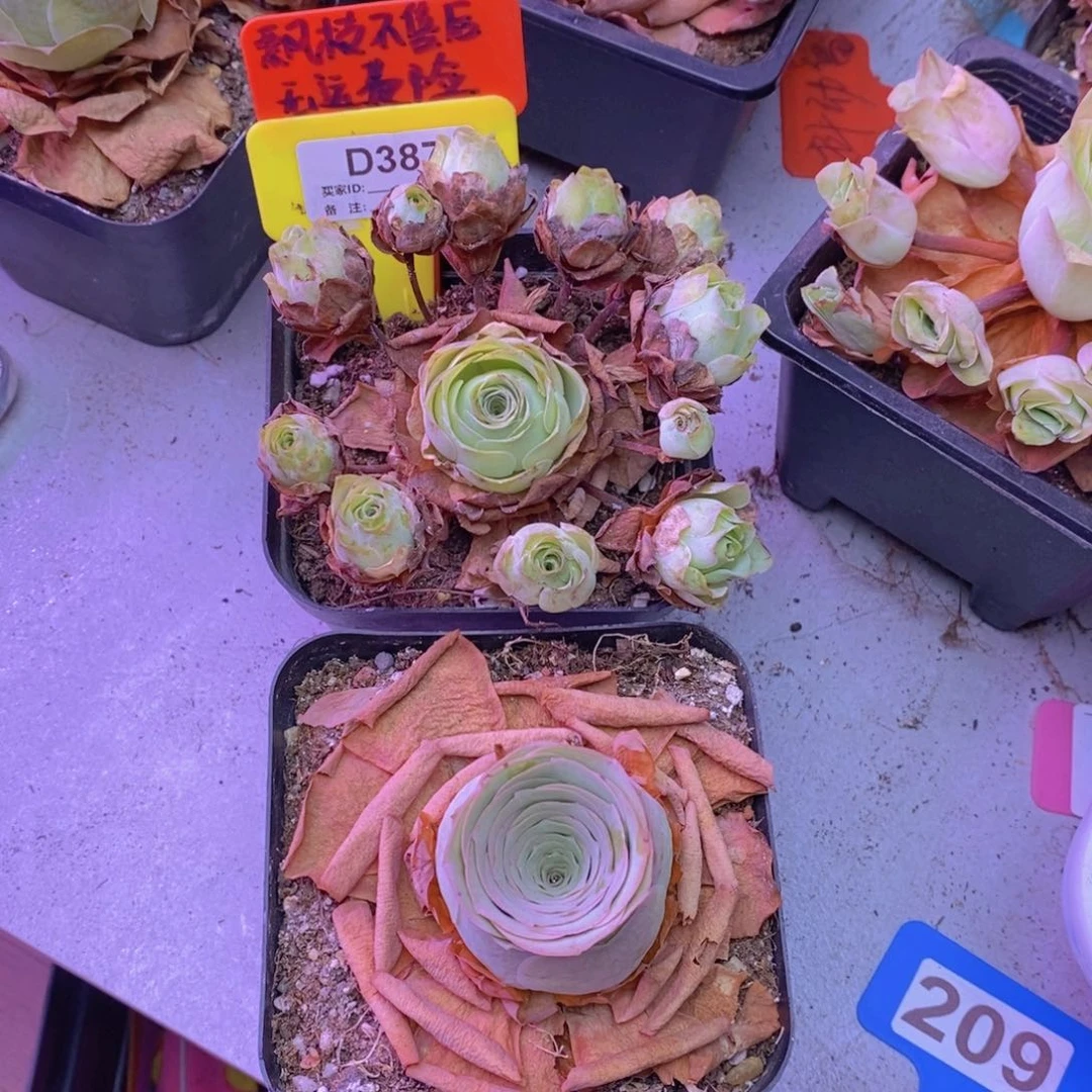 嘿*雷山地玫瑰一物一拍D387