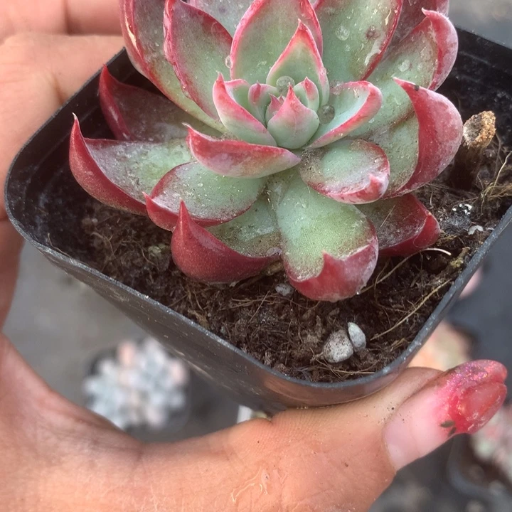 惊鸿。细。   （满9.99包邮不满9.99发叶子）