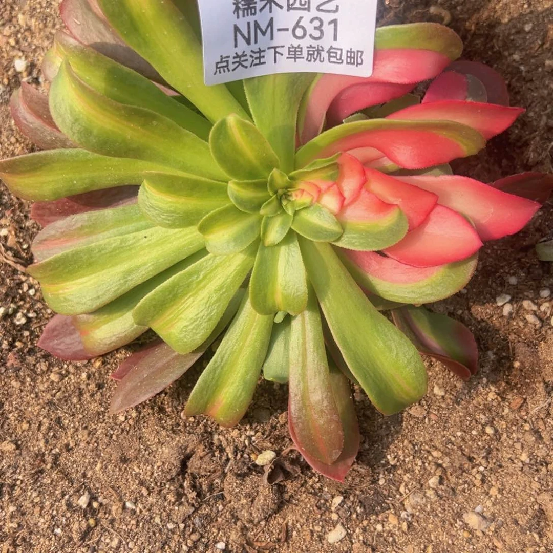 桃夭中班呢花脸对肉植物631