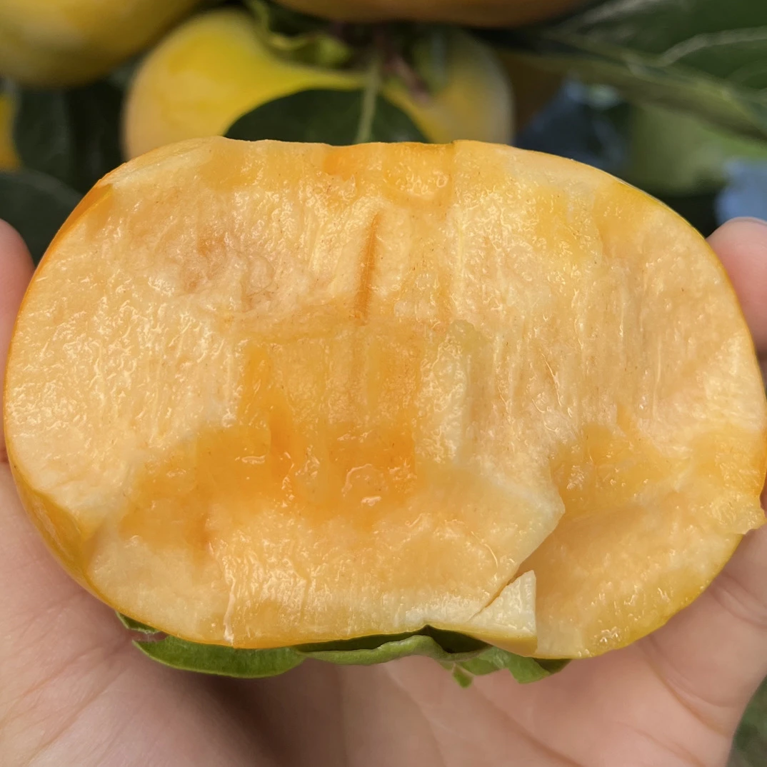 (一物一拍）甜脆柿子/保山次郎甜脆柿子