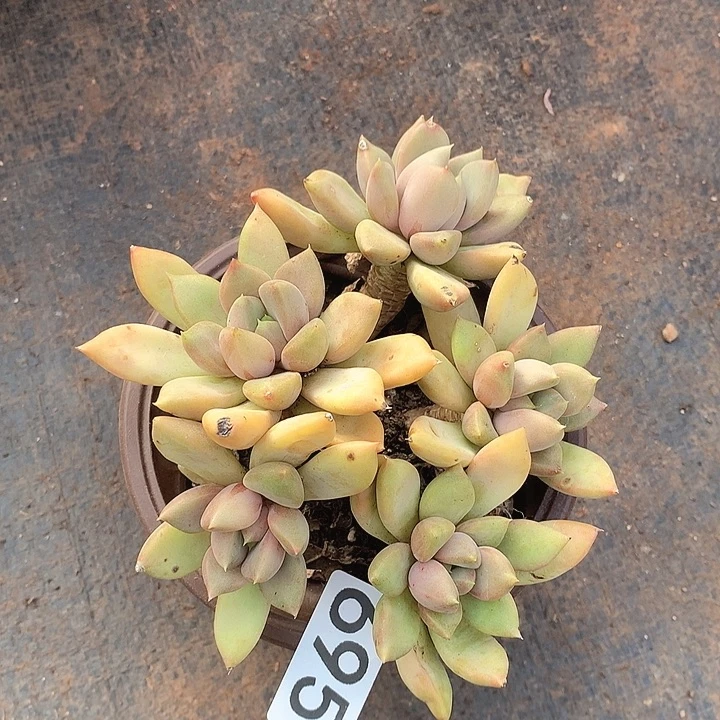 685象牙一物一拍多肉