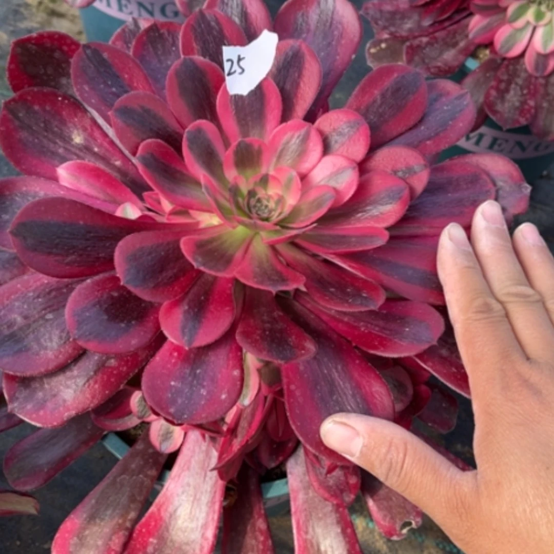 【闪购商品】25美杜莎多肉法师