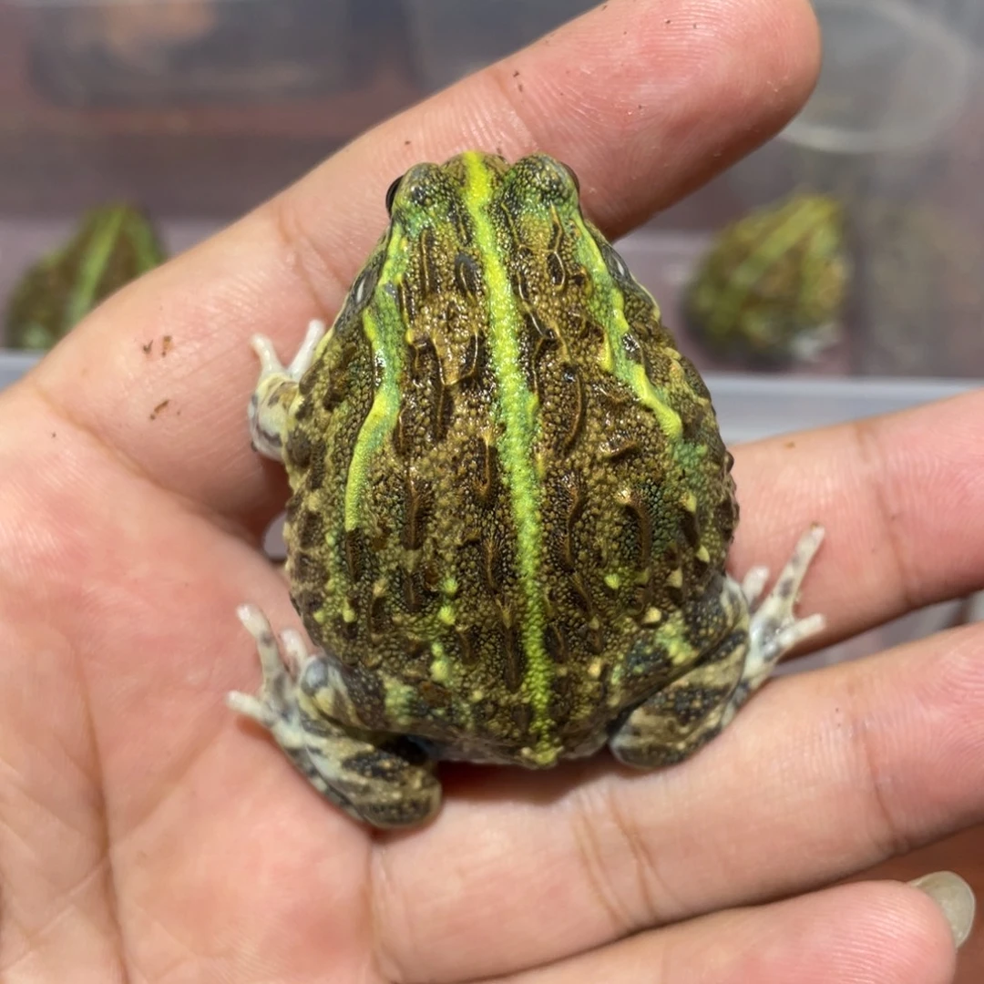 角蛙非牛 5.2 厘米